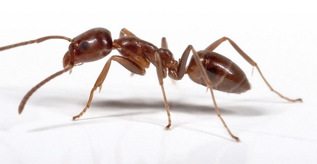 Ants