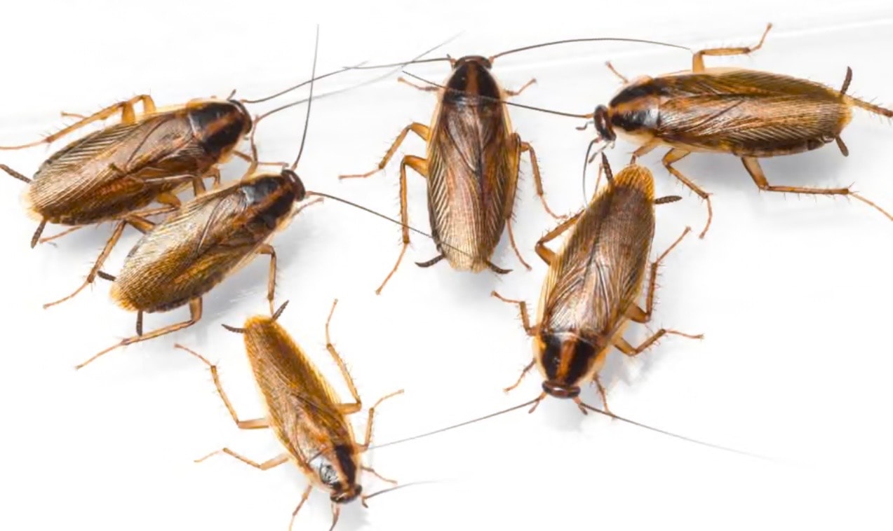 Cockroaches example 1