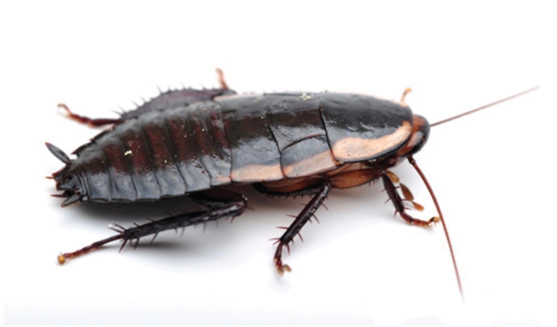 Cockroaches example 2