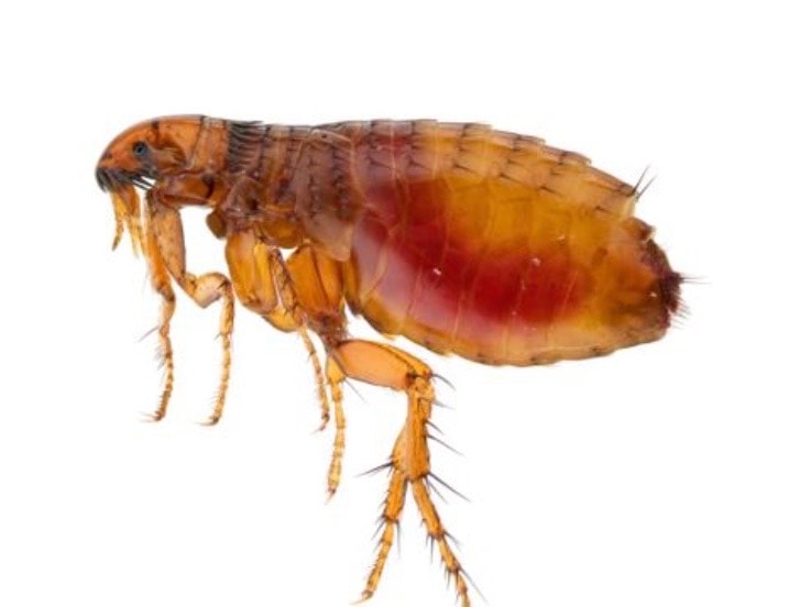 Fleas & Ticks