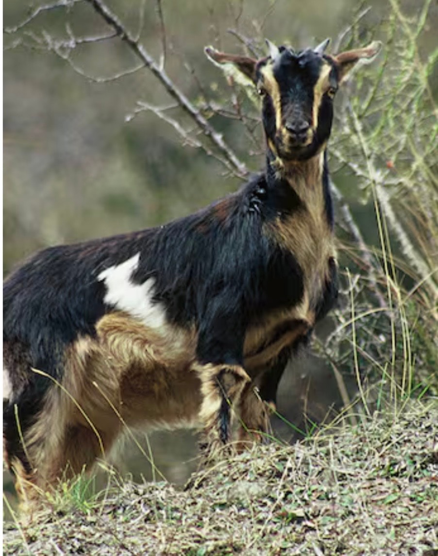 Goats & Pigs example 1