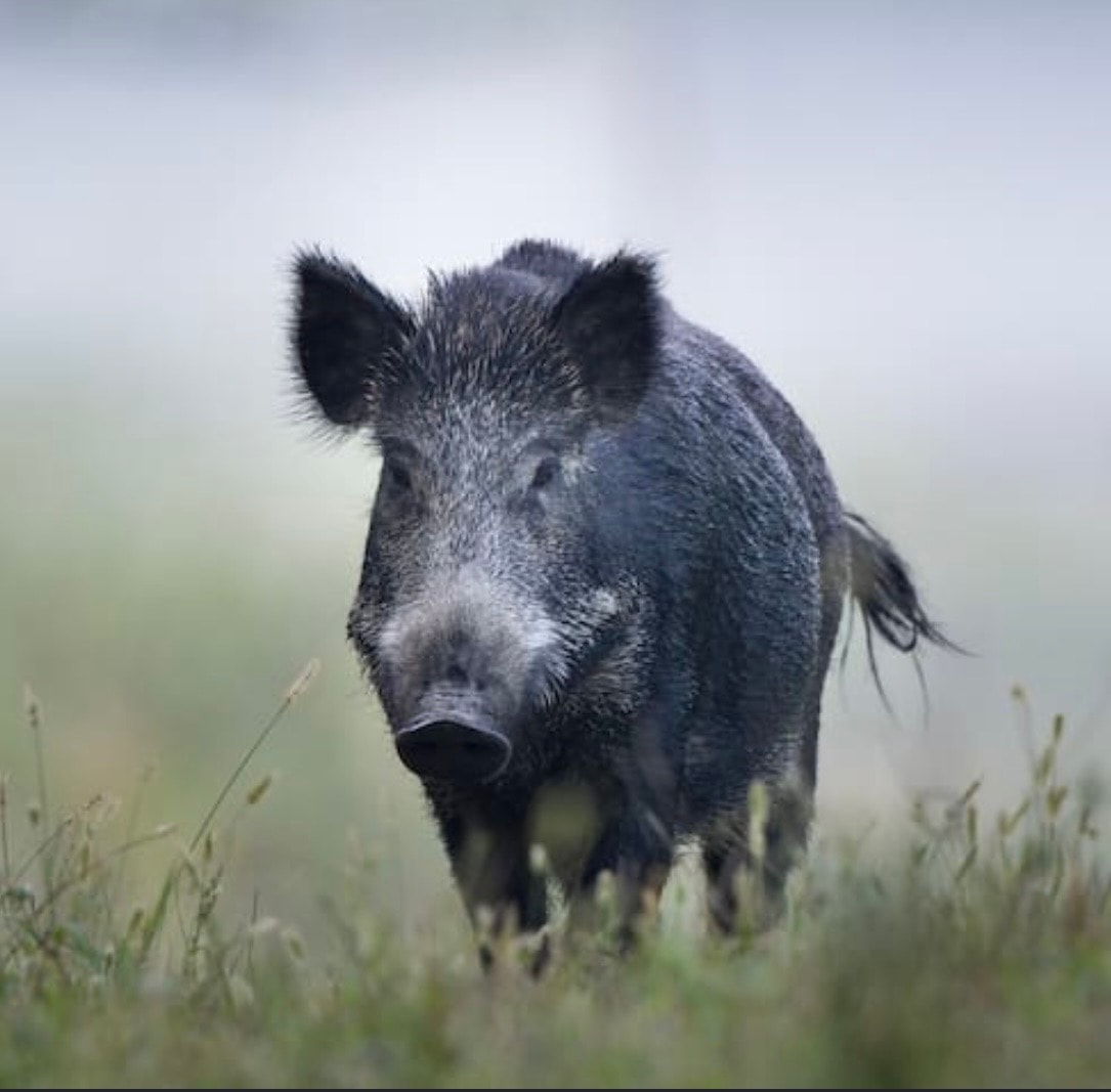 Goats & Pigs example 2
