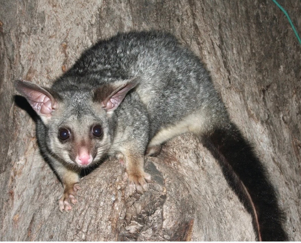 Possums & Rabbits example 1