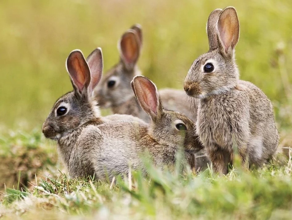 Possums & Rabbits example 2