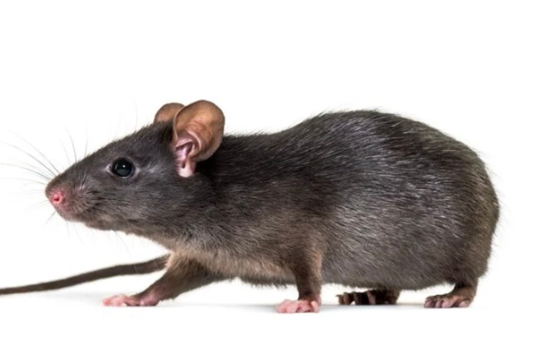 Rodent Control