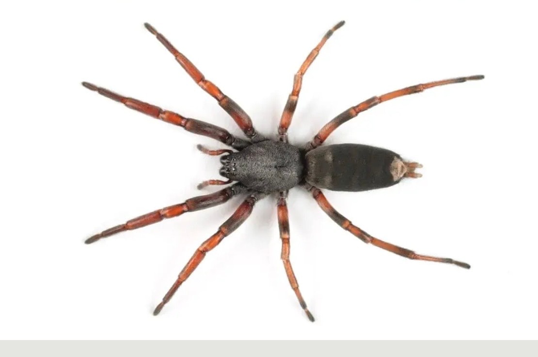 Spiders