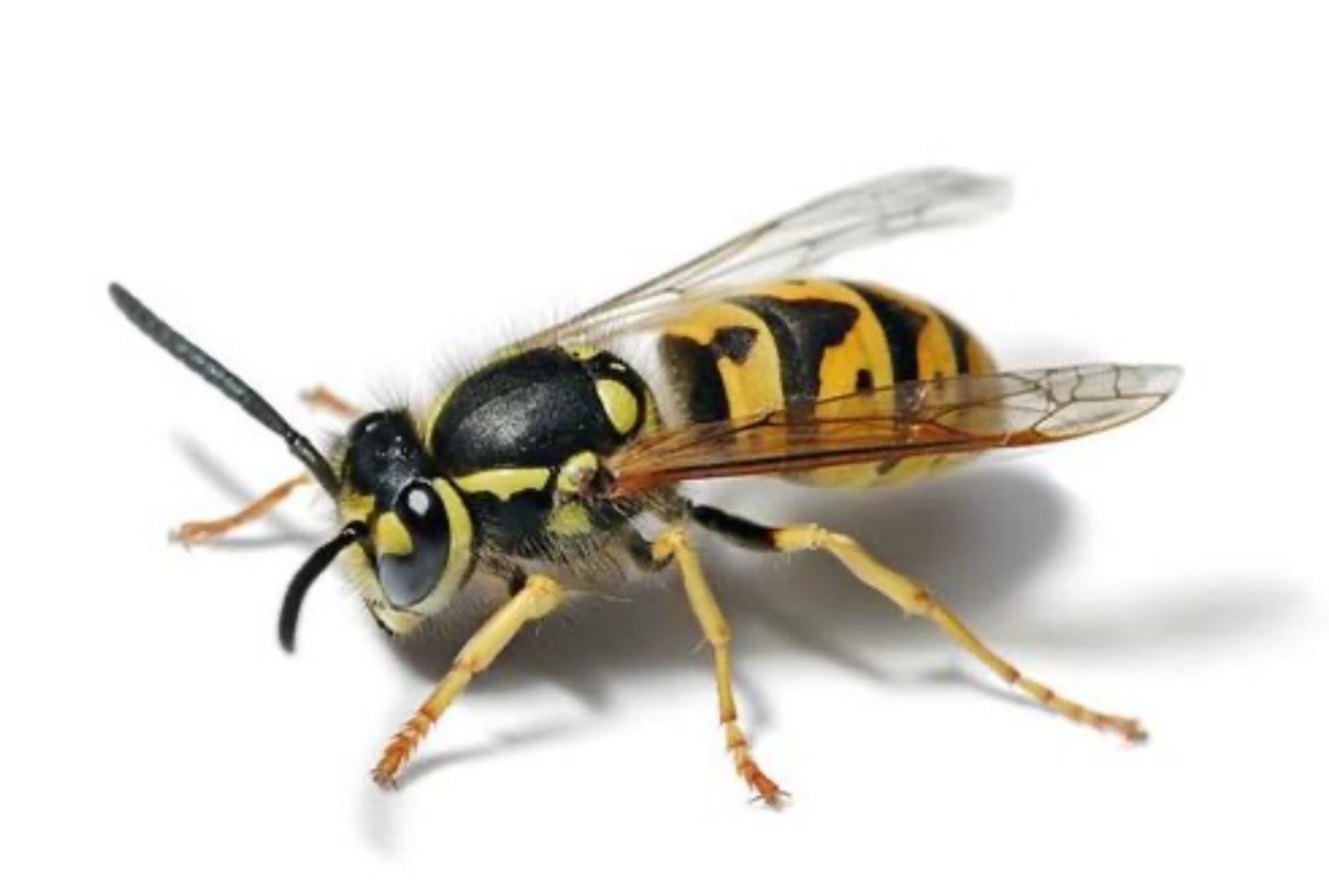 Wasps & Bees
